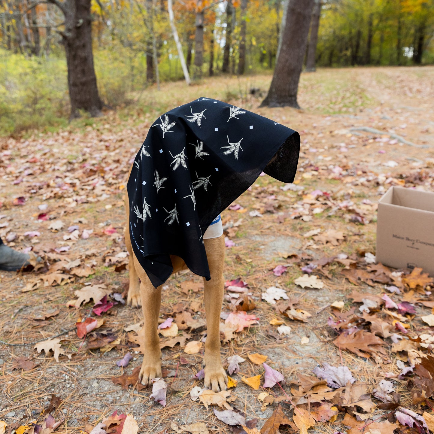 Bandanas